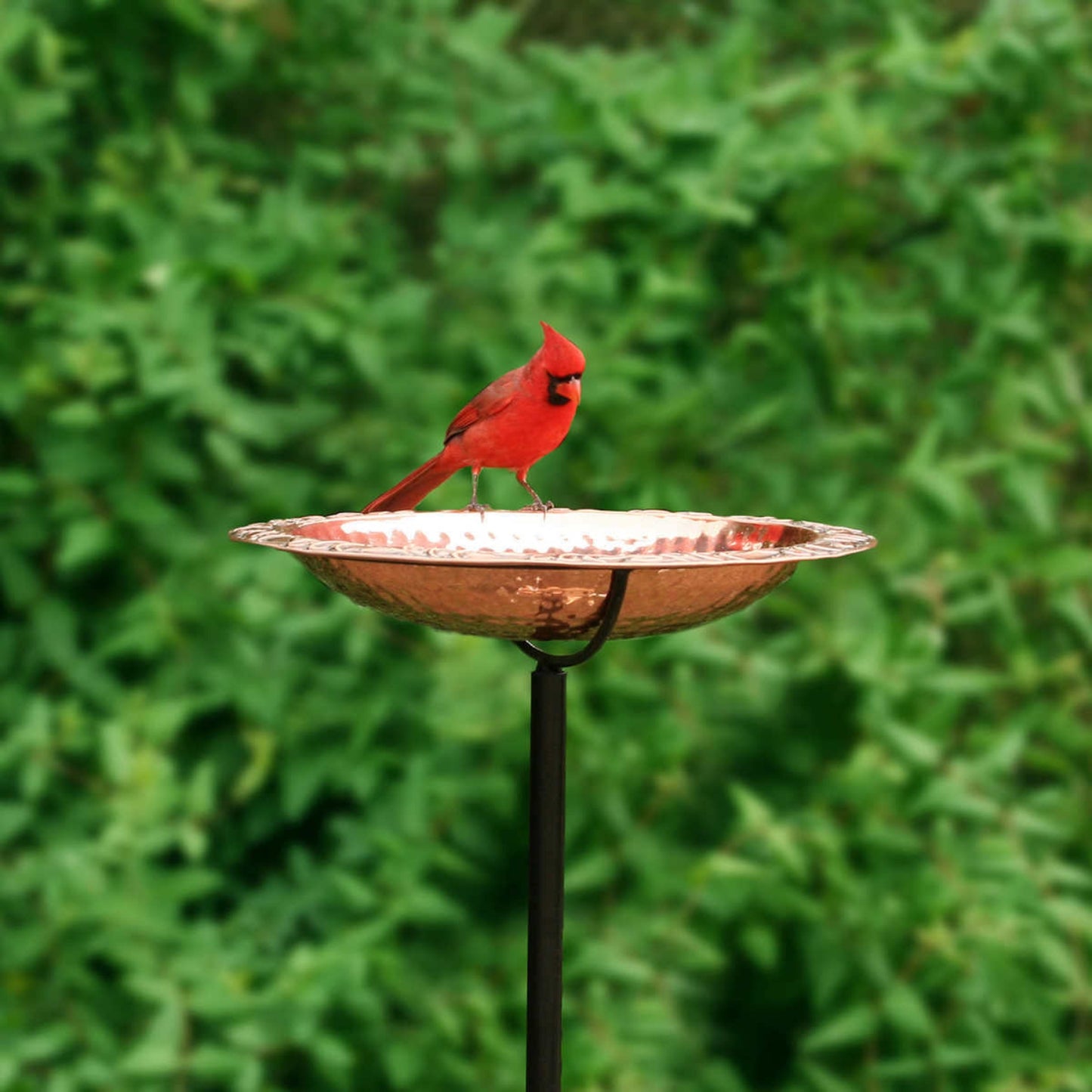 Pure Copper Standing Bird Bath by Good Directions